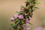 Slender lespedeza